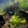 Betta mix