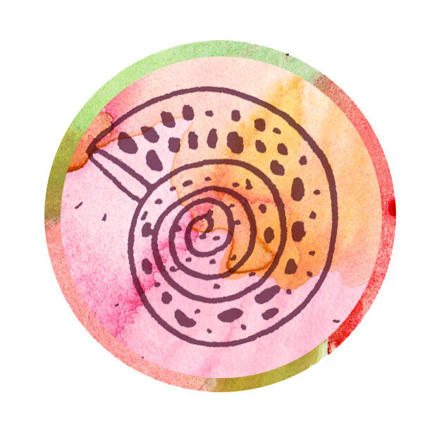 Seashell